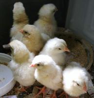 Mom gets a new perspective on time and age: Who wants to be a spring chicken anyway?