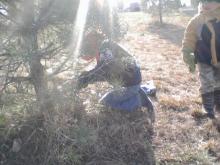 Oh Christmas tree, is it real? | Family tree cutting builds childrens relationships